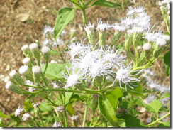 Software Updates Deployment Group Policy